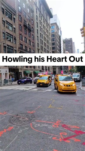 Kaido Australian Shepherd Howling Compilation