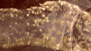 Multicellular Life Began 1.5 Billion Years Earlier than Thought | Paleontology | Sci-News.com