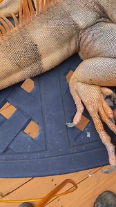 Iguana foot shedding outside in 4K #pet #reptile #asmr #oddlysatisfying | Rocket The Iggy