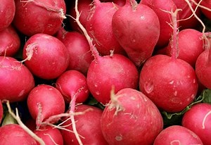 Growing Radishes: How to Plant, Grow, and Harvest Radishes