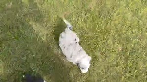 Field trip to get some of that mini Sheepadoodle energy out. #TLCbytheLake #EmotionalSupportDogs #sheepadoodlelove #sheepadoodlepuppy | TLC by the Lake Poodles and Doodles