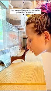 This family rescued a baby weasel giving it a warm home #animals #animalsofinstagram #animallover #animalovers #loveanimals #animalworld #animalplanet #rescueanimals #weasel #fypシ | AnimalLove Stories