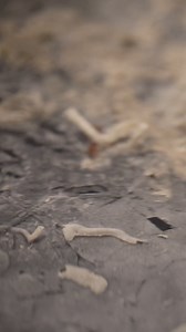 It was once believed that only microbes and viruses inhabited the subseafloor crust beneath hydrothermal vents. Yet, on the seafloor, animals like the giant tubeworm Riftia pachyptila thrive. Their larvae are thought to disperse in the water column, despite never being observed there. In 2023, #VentUnderworld Chief Scientist Dr. Monika Bright and an international team of scientists on R/V Falkor (too) suspected that ecosystems existed beneath the seafloor, and water being sucked into and pumped 