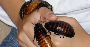 Madagascar Hissing Cockroach