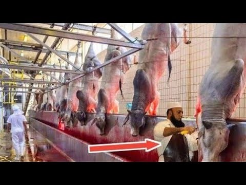 Cow Beef Processing in Slaughterhouse #cow #camel #biggest_bull #qurbani_2024