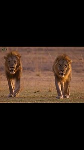 Bound by Blood, Part 1 - हिन्दी डॉक्यूमेंट्री #animals #wildanimals #Jungle #documentary #WildlifeTelecast | Wildlife Telecast