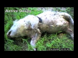 Time Lapse Pig Decomposition