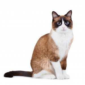 Snowshoe cat - Alchetron, The Free Social Encyclopedia