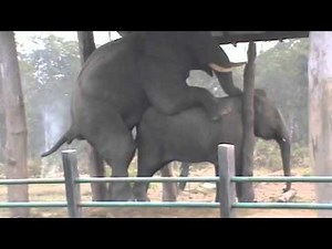 Breeding with wild elephant in Chitwan National Park