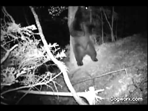 Dancing Bear At Night