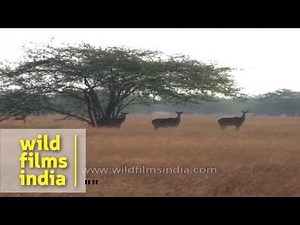 Nilgai, India's largest antelope