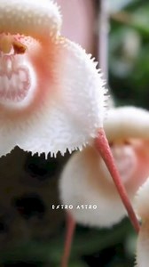 2.7K views · 77 reactions | Monkey face flowers  #science #facts #flowers #sciencefacts #reelitfeelit | Extro Astro | Facebook