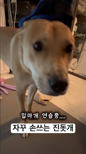 뉴나랑 여기저기 많이 놀러다니려면 입마개도 할 줄 아는 강아지가 되어야지 🥹😭#강아지 #강아지일상 #반려견 #댕댕이 #진돗개 #진도믹스 #일상 #puppy #puppylove