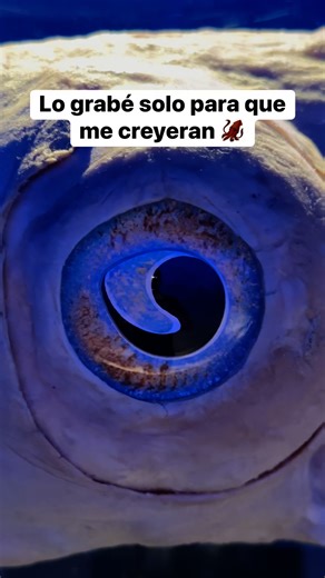 Este es uno de los mejores #Museos que he visitado 🦑 #calamares | Momos