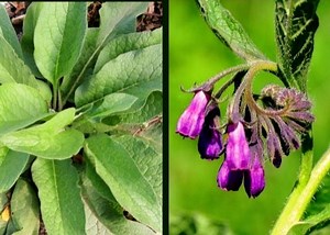 Comfrey- Healing Muscular  Pain