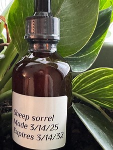 Sheep Sorrel Tincture - Etsy