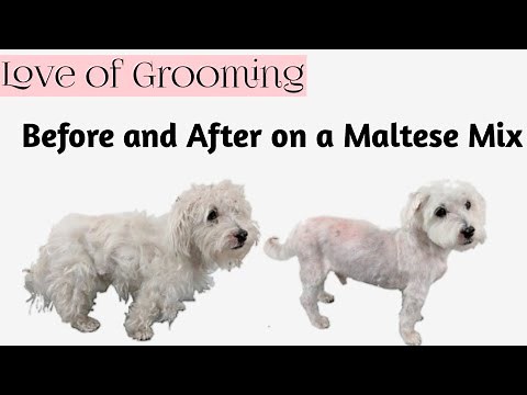 Grooming | Shaving a Neglected Matted Senior Maltese Mix