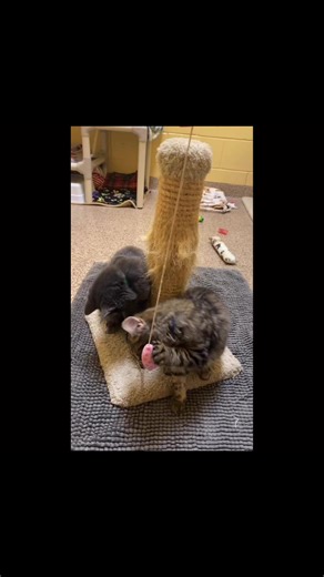 Meet The Hot Pepper Theme kittens 🌶️ | Mostly Mutts Animal Rescue