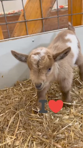 26K views · 3.4K reactions | Harmony Lane Farm & Creamery | Harmony Lane Farms Goat Milk Soap & Jolly Kakes Bakery | Facebook