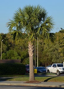 Sabal palmetto - Alchetron, The Free Social Encyclopedia