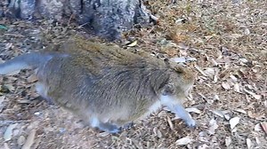 25 reactions | sweet Part 2 | Wildlife Idol | Facebook