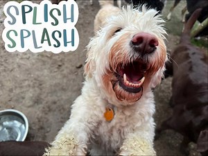 Buddy Boarding Farm on Reels