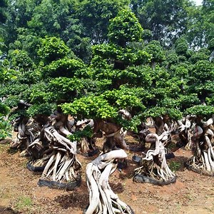 [Hot Item] 2023 Grand Ficus en bonne forme, bonsaï Ficus à vendre en gros