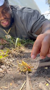 Found 2 grasshoppers being grown 🙈 #Fyp #grasshopper #florida #miami #comedy #explore #viral #nature | Kitchen aka FatandFunny