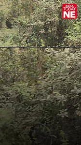 2.6K views · 27 reactions | A massive Royal Bengal tiger was seen roaming freely in the Bansbari range of Manas National Park, leaving tourists in awe. The fearless tiger moved gracefully in its natural habitat, offering a rare and breathtaking sight. Tourist guide captured this incredible moment on camera, showcasing the park’s rich wildlife. #ManasNationalPark #RoyalBengalTiger #assam | IndiaToday NE | Facebook