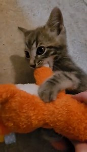 In addition to Lucius' big, little brother, Cassius, there is this fellow (who is currently unnamed). It will be a while before there is a photo or video of him with Lucius (he is currently separated from the other cats), so, just a video of him for now. Cassius was a rescue in honor of Salem, but also in part for emotional support for me. This little one came to me wholly as a rescue. A neighbor heard kitten distress crying and found him burrowed up inside of a car, apparently having taken refu