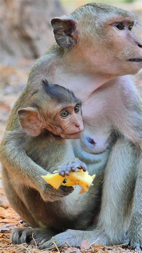 2.1K views · 44 reactions | What is Baby Monkey holding? | Lovely Monkey | Facebook