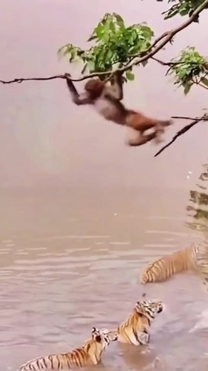 Monkey Teases Tigers in the Wild