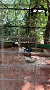 Discovering the wonders of Accra Zoo: A journey into the wild #InsideAccra | TV3 Ghana