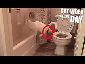 Cat Poops Next To Toilet