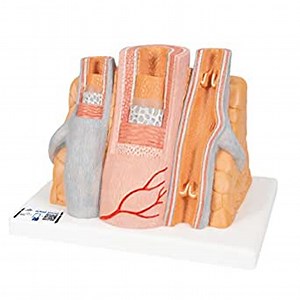 3B Scientific MICROanatomy Artery and Vein Model; Enlarged 14 Times