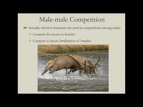 Evol 11 Intrasexual Selection