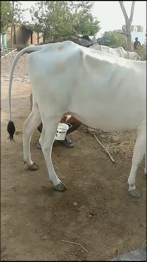 thakur Sunny rawat on TikTok