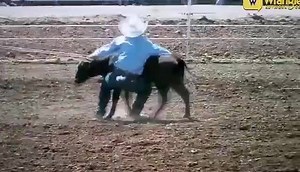 15K views · 394 reactions | Rising star PRCA Calf Roper Seth Hall of San Tan Valley, Arizona is back searching for the California Gold vain, and last weekend he found a himself roping in Red Bluff, California for his stake on some of the 2nd largest pot of gold during the California Gold Rush where he ended up 4th in the final round and 6th in the Average. Rodeoathletes.com | Rodeo Athletes | Facebook