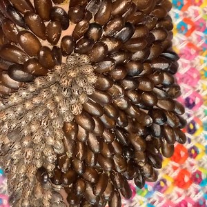 Tick Removal: A Step-by-Step Guide #ticks | Luke Herrera