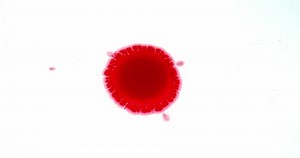 Blood Dripping against White Background, Slow Motion 4K