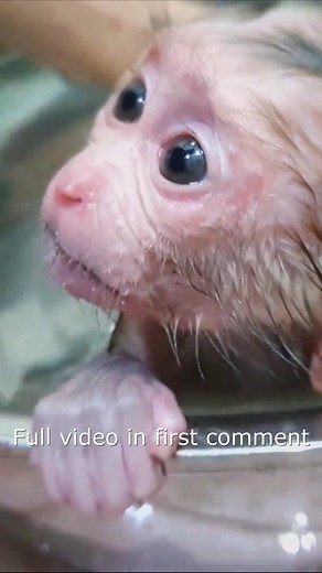 1.6K views · 24 reactions | Super Cry Loudly ! Orphan Newborn Aba Cry Loud Too Afraid Water Mom Force Baby Take A Bath15 Full video in first Comment ! | Adorable Mnkey | Facebook