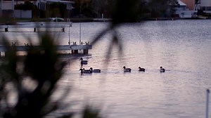 Former Liverpool FC Club goalkeeper Brad Jones stood stunned on the sideline of a regional football pitch in Newcastle, his mouth open in shock at what he’d just heard. Cheers were ringing out from the crowd around him in celebration of the friendly mixed football game in which enthusiastic six- and seven-year-old players were having fun and finding their feet – their faces ruddy with effort but alight with enjoyment. The Daughters & Dads program is the brainchild of Professor Phil Morgan from t