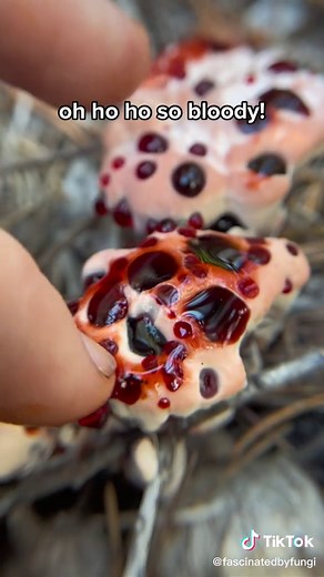 Bleeding Tooth Fungus: Mycological Marvel Explained