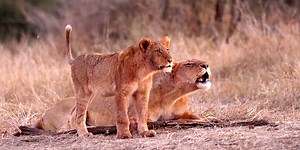 Lion Cub Gets Ready to Roar with Mum | The Virtual Safari | Highlights | Tintswalo Safari