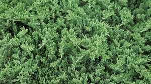 Juniperus Procumbens Nana Landscaped Chinese Juniper: Stockvideos & Filmmaterial (100 % lizenzfrei) 3818880783 | Shutterstock