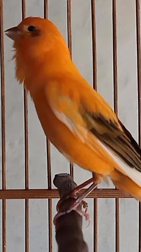 83K views · 320 reactions | CANARY BIRD #Reel Suara Mansteran & Pancingan Kenari Gacor Durasi Panjang #fypシ゚シ゚ #reelsviral #masteranburung #kenarigacor #canaryyellow #canarysinging #canaryislands #canary #bali #birdsong | BALI CARE JANI | Facebook