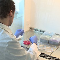 Video: Isolation of Murine Adipose Tissue-derived Microvascular Fragments as Vascularization Units for Tissue Engineering