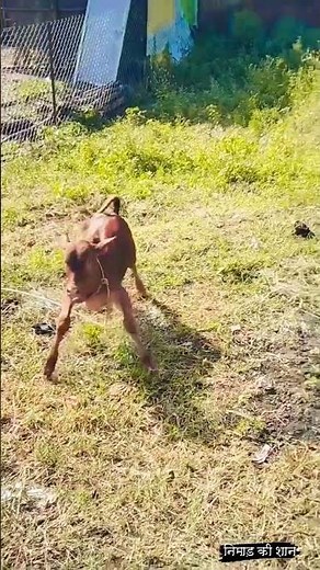 निमाड़ की शान