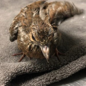 87 reactions · 9 comments | You have to love mourning doves– their...