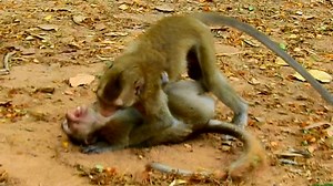 It look so terrify | Monkey Wildlife